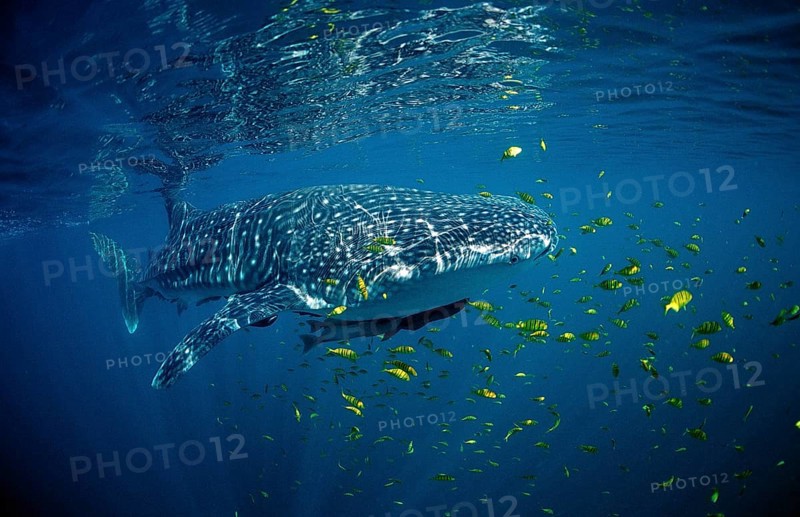 Whale shark, Rhincodon thypus, USA, Haiwaii, Pacific Ocean, North America