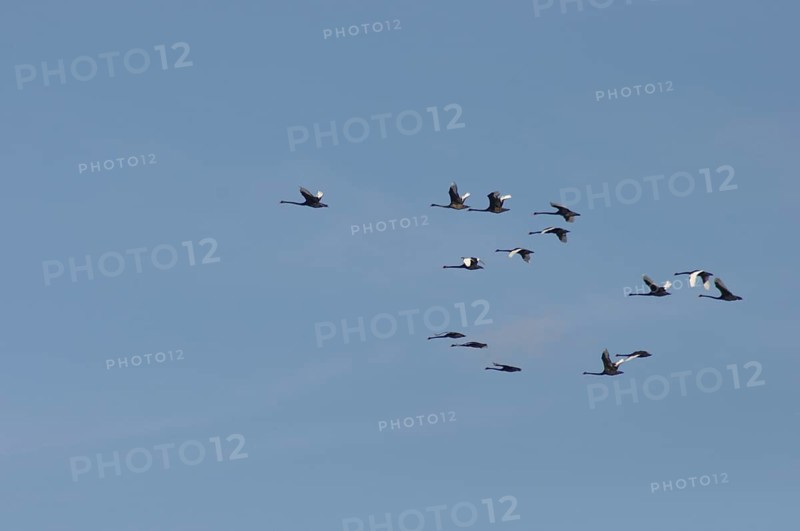 Australian black swans, Cygnus atratus, over Lake Haupiri, West Coast, South Island, New Zealand, Oceania