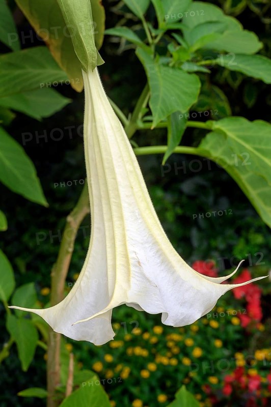White angel's trumpet (Brugmansia), Allgäu, Bavaria, Germany, Europe