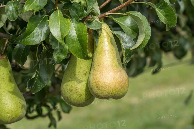 Pear (Pyrus communis 'Concorde'), Bundessortenamt Prüfstelle Wurz, Germany, Europe
