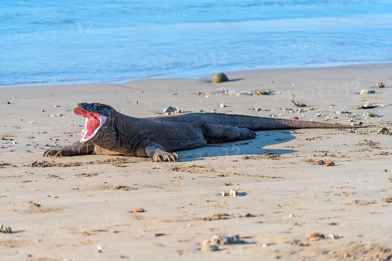 Komodo, dragon, monitor lizard, (Varanus komodoensis) Komodo Island, Indonesia, Komodo dragon, lizard, lizards, pangolins, Asia
