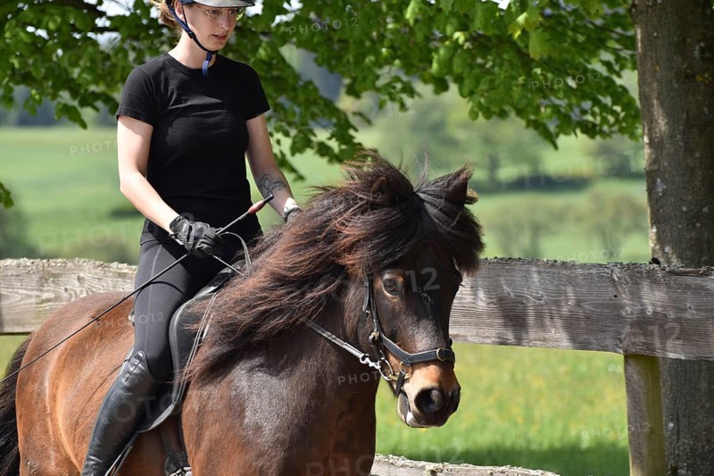 Partial view of rider and Icelandic horse during training on the oval track in the tölt gait with typical posture and rearing of the horse