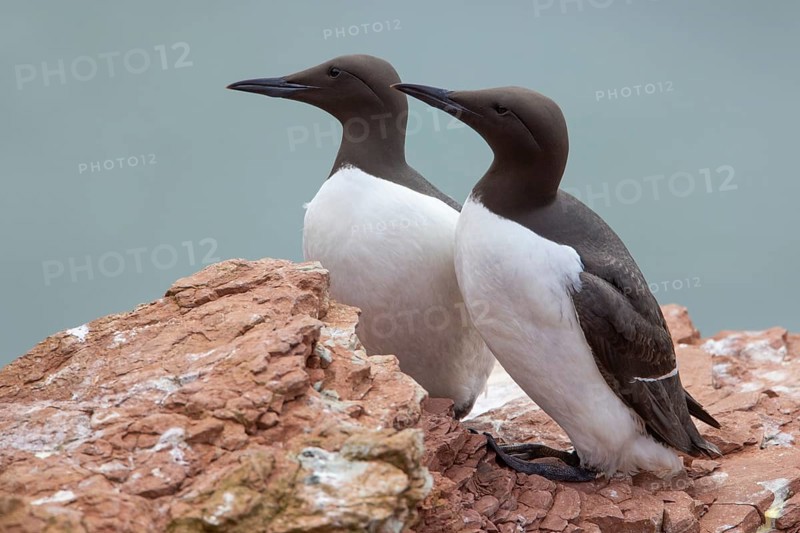 Guillemot