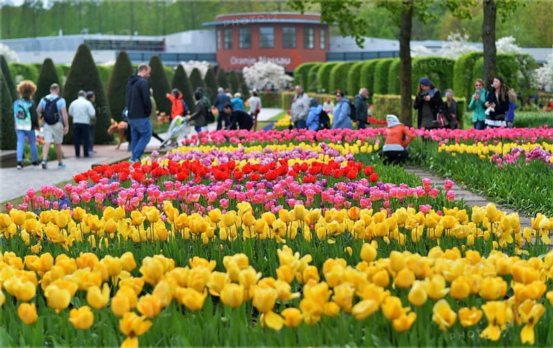 Keukenhof in the Netherlands has long been a magnet for international tourism, but it is particularly attractive during the tulip blossom season, as seen here on 28.4.2018 in Lisse, NDL, the Netherlands