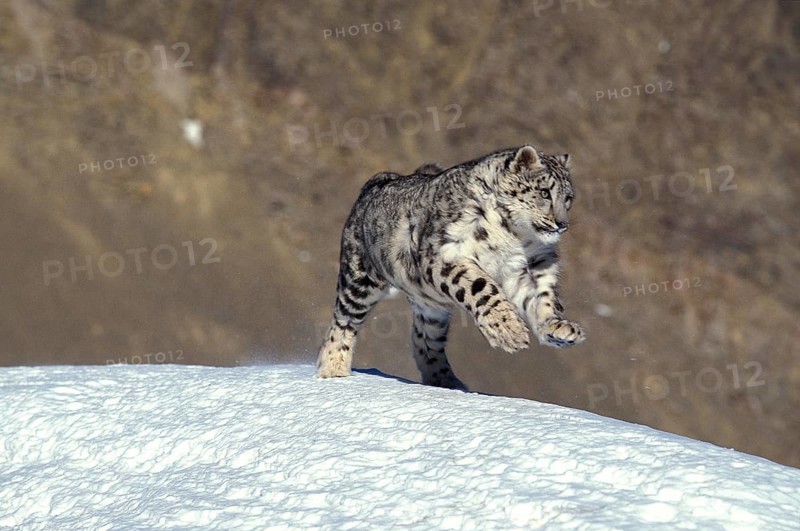 SNOW LEOPARD OR OUNCE uncia uncia, ADULT RUNNING ON SNOW