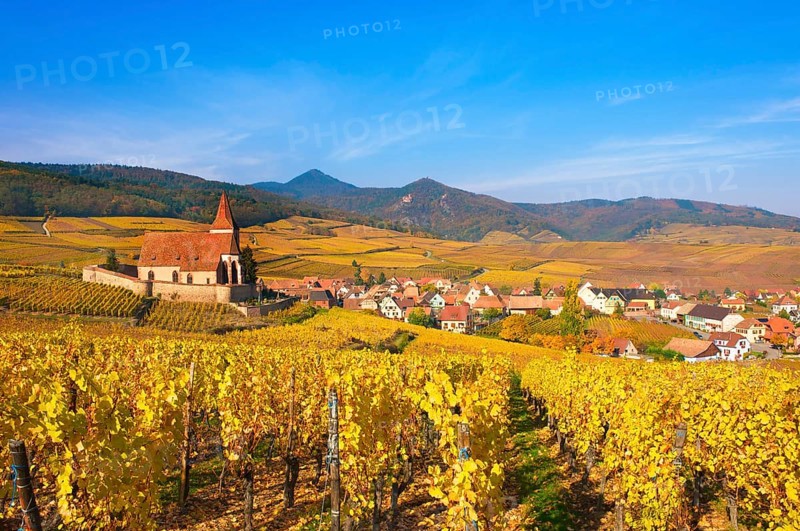 Autumn vineyards around the church of Hunawihr, Alsace, France, Europe
