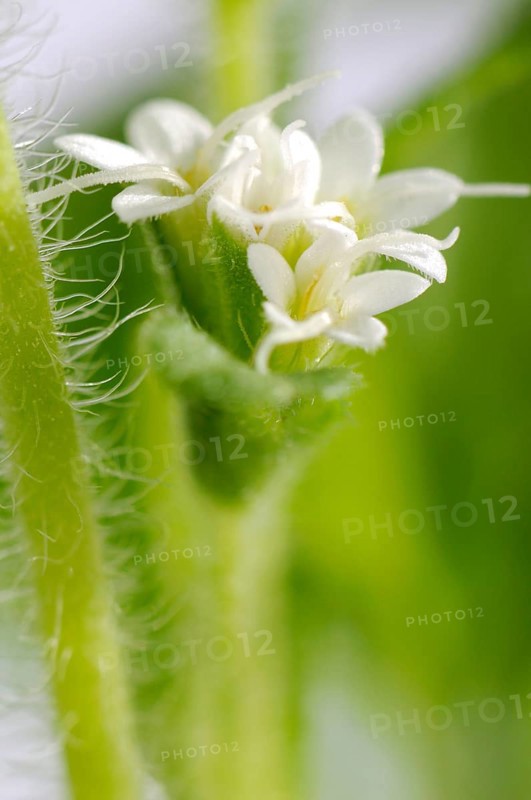Sweet herb, sugar leaf (Stevia rebaudiana), sugar plant