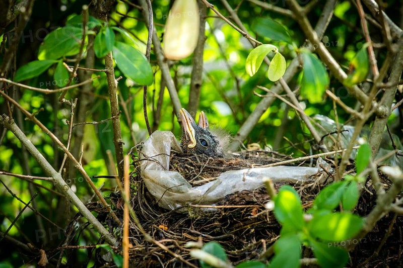 Newly hatched blackbirds relaxing in a birds nest in a green hedge in the spring