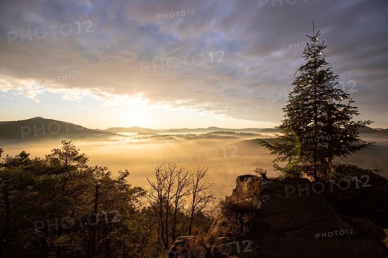 Exhilarating sunrise at the Wachtfelsen. Magical morning mist, clouds and a Christmas tree in the morning light, Wernersberg, Palatinate Forest