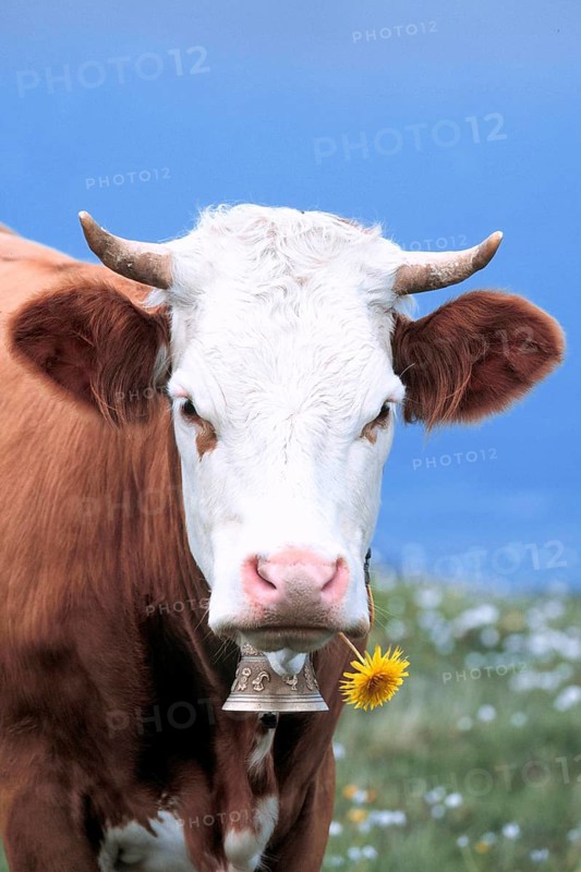 Cow with dandelion flower (humour) (outside) (outdoor) (portrait) (head) (frontal) (from the front) (standing) (adult) (mammals) (mamals) (domestic animal) (farm animal) (ungulates) (cloven-hoofed animals) (cloven-hoofed animals) (flowers) (farm animal) (domestic) (cattle) Cow, cows