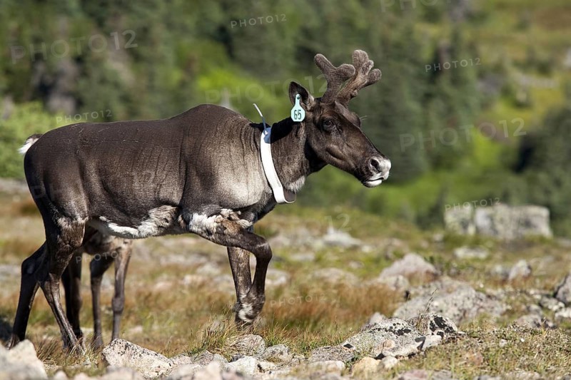 Caribou (Rangifer tarandus caribou), ear tag, female with radio collar, Mount Jacques Cartier, Gaspesie National Park, Quebec, Canada, North America