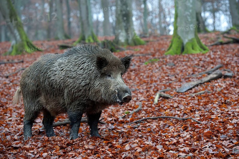 Wild Boar (Sus scrofa), tusker