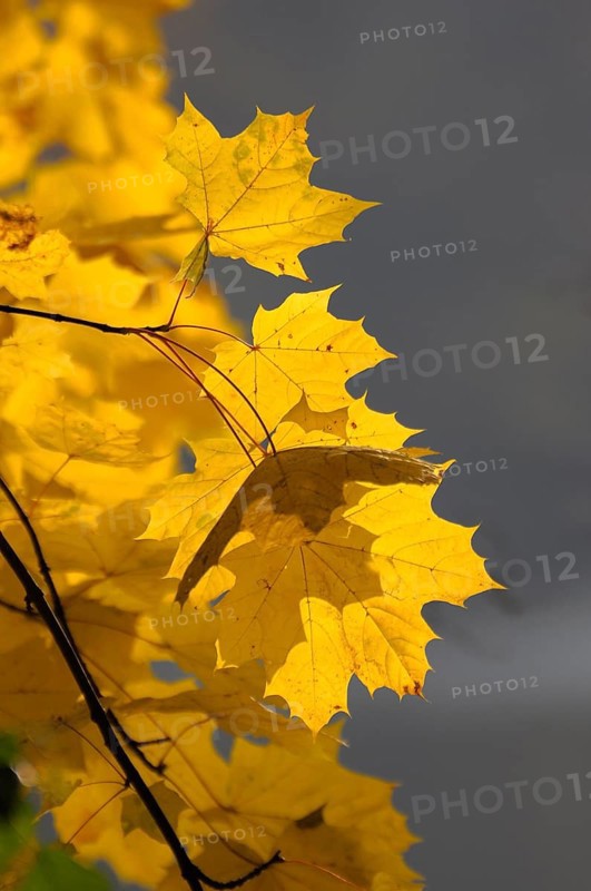Colourful maple leaves in autumn, maple branch, near Maulbronn