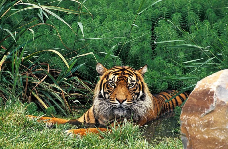 Sumatran Tiger (panthera tigris sumatrae), Adult standing in Water