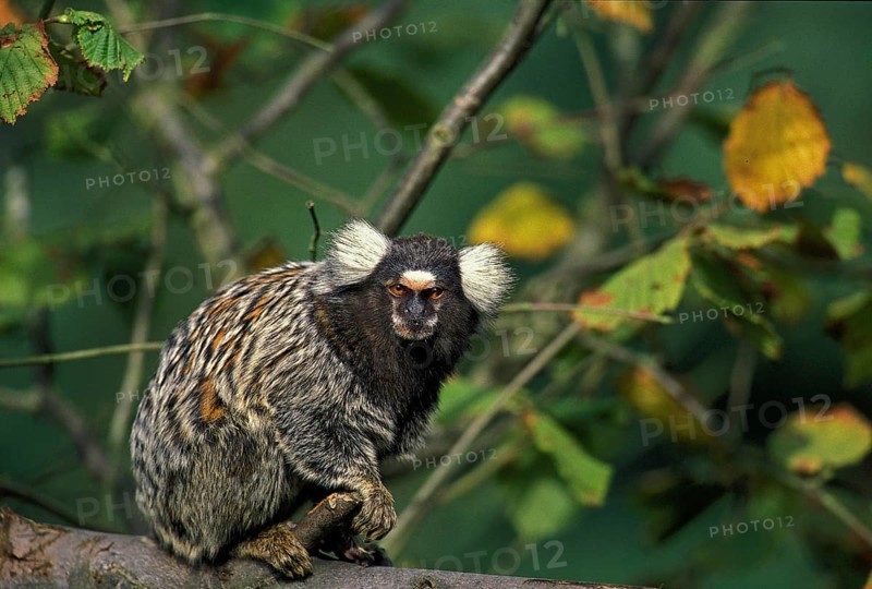 Common Marmoset (callithrix jacchus), Adult standing on Branch