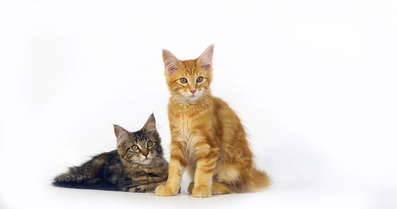 Brown Tortie Blotched Tabby and Cream Blotched Tabby Maine Coon Domestic Cat, Kittens against White Background, Normandy in France