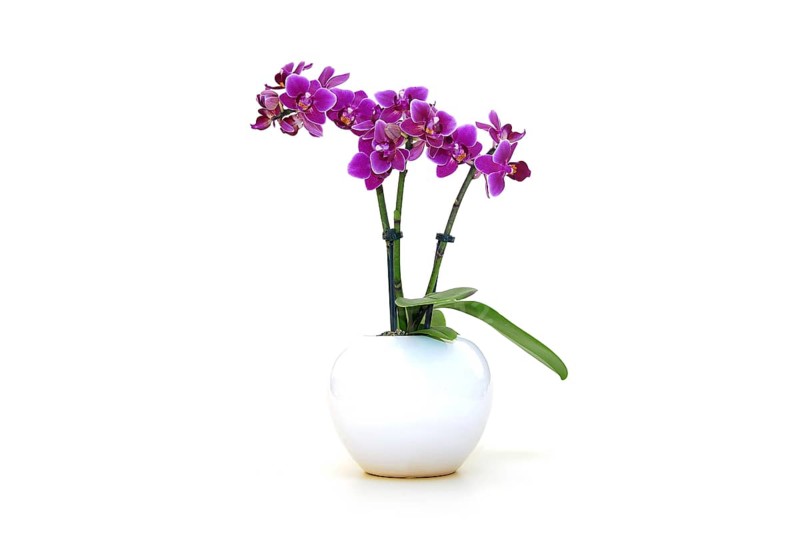 Orchid (Orchidaceae Phalaenopsis)