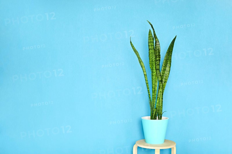 Sansevieria plant or Snake plant in pot home and garden concept, Sansevieria trifasciata, Asparagaceae