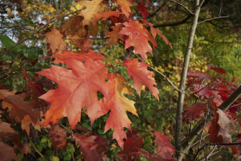 Northern red oak (Quercus rubra), autumn colouring of the red oak, Schwäbisch Hall, Heilbronn-Franken, Baden-Württemberg, Germany, Europe