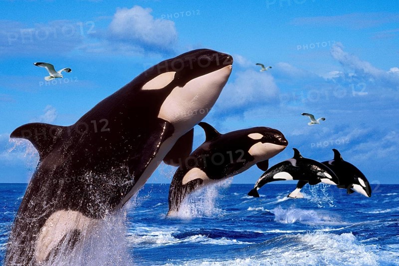 Killer whales (Orcinus orca)