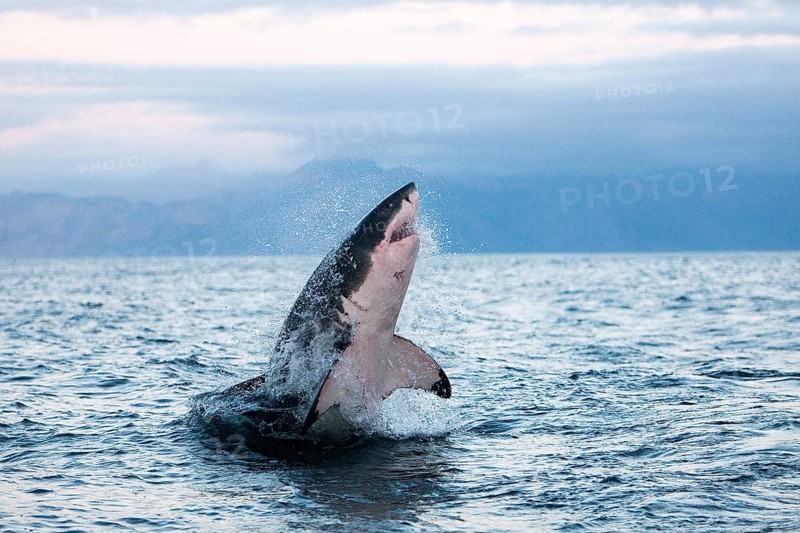 Great white shark, white shark, man shark, Great white sharks (carcharodon carcharias), white sharks, man sharks, Other Animals, Fish, Shark, Animals, Great White Shark, Adult Breaching, False Bay in South Africa