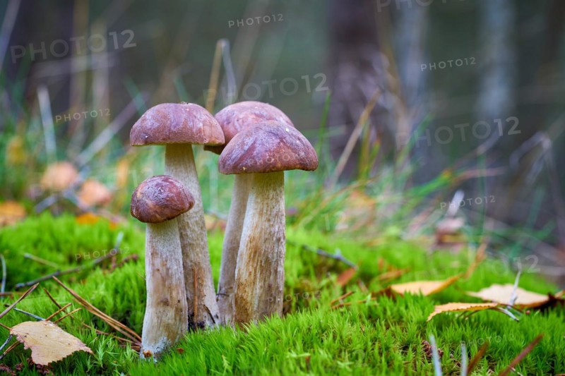 Birch boletes (Leccinum scabrum) in the forest in autumn