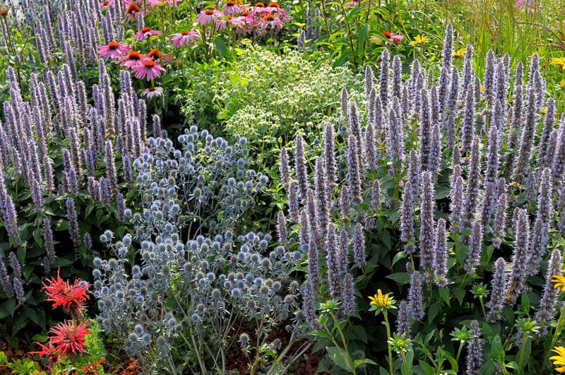 Perennial flowers in the garden, purple cone flower (Echinacea purpurea)