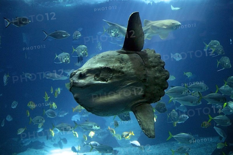 Sunfish (mola mola), Adult