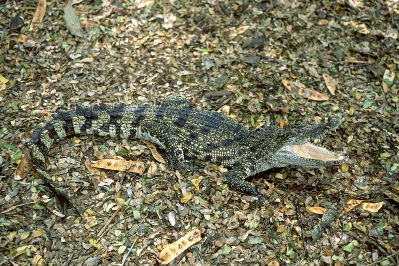 Siamese crocodile (Crocodylus siamensis) Critically endangered, captive, The Madras Crocodile Bank Trust and Centre for Herpetology near Chennai, Tamil Nadu, South India, India, Asia