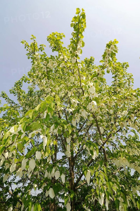 Dove tree (Davidia involucrata var.vilmoriniana), dove tree, Tupelo family (Nyssaceae)