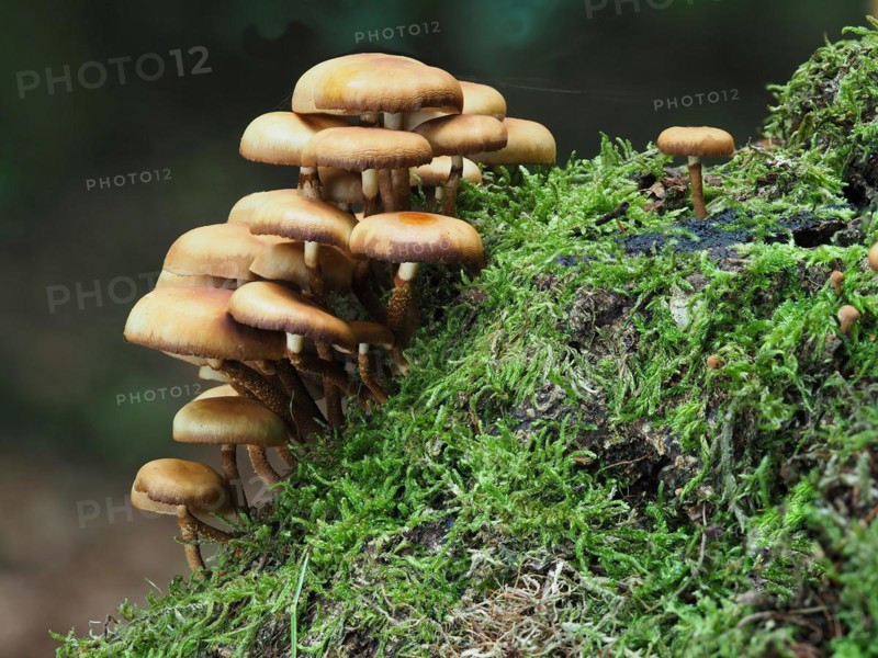 Horseshoe sponge, Kühneromyces mutabilis