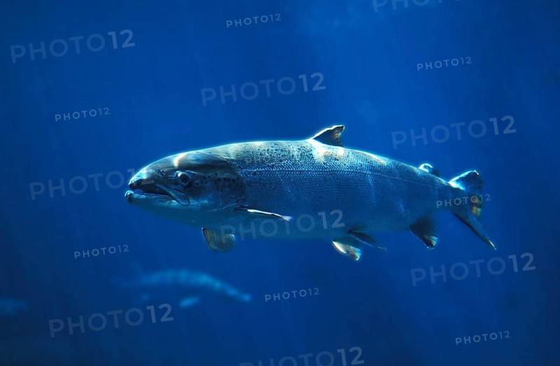 Atlantic salmon (salmo salar), Atlantic salmon, Other animals, Fish, Salmon, Animals, Salmonids, ATLANTIC SALMON SWIMMING IN BLUE WATER IN QUEBEC