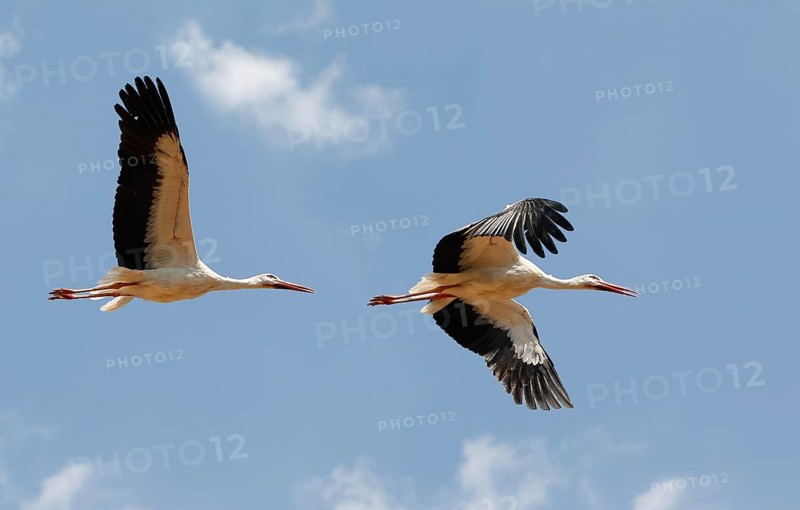 White stork (ciconia ciconia), adult in flight