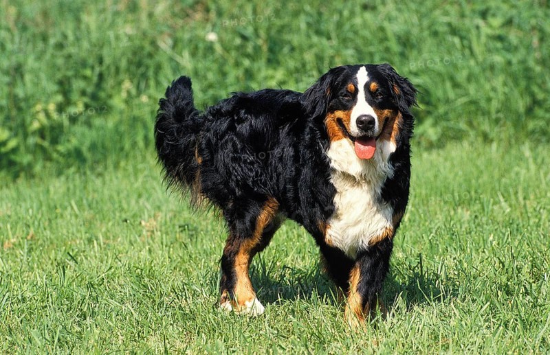 BERNESE MOUNTAIN DOG, ADULT STANDING ON GRASS