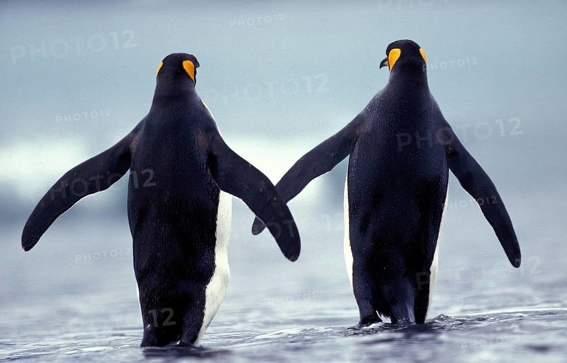 King Penguin (aptenodytes) patagonica, Adults walking on Beach, Colony in Salisbury Plain, South Georgia