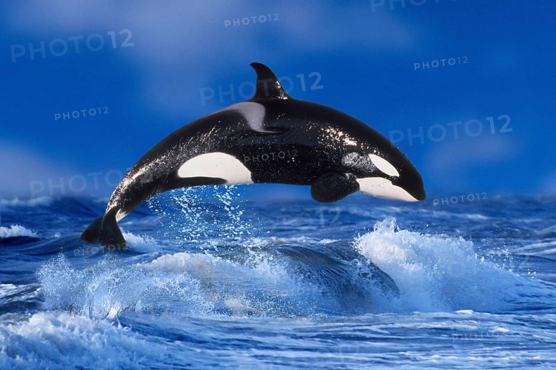 Orca (Orcinus orca), Schwertwal, Orka, [animals, aussen, outdoor, adult, seitlich, side, Bewegung, motion, springen, jumping, Querformat, horizontal, Kraft, power, Lebensfreude, joy of life, Saeugetiere, mammals, Wale, whales, schwarz-weiss, black & white]