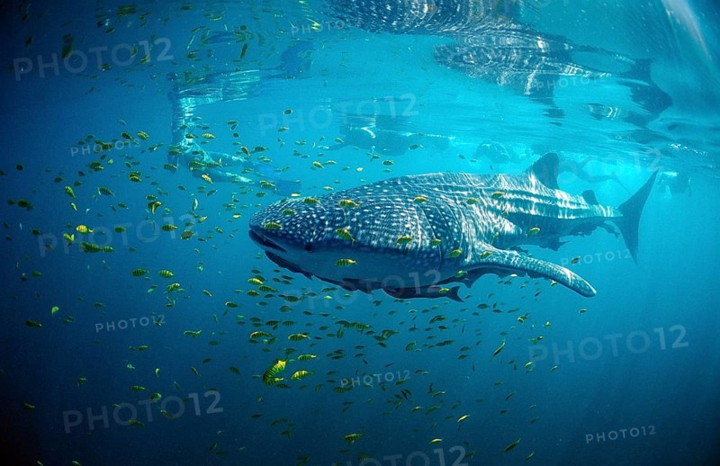 Whale shark, Rhincodon thypus, Mexico, Lake Cortez, Lower California, La Paz, Central America