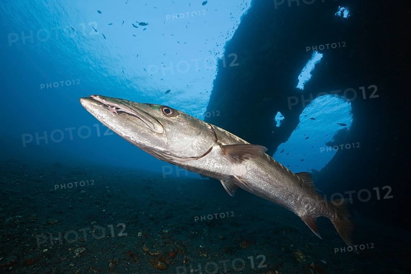 Great barracuda at Liberty Wreck, Tulamben, Bali, Indonesia, Asia