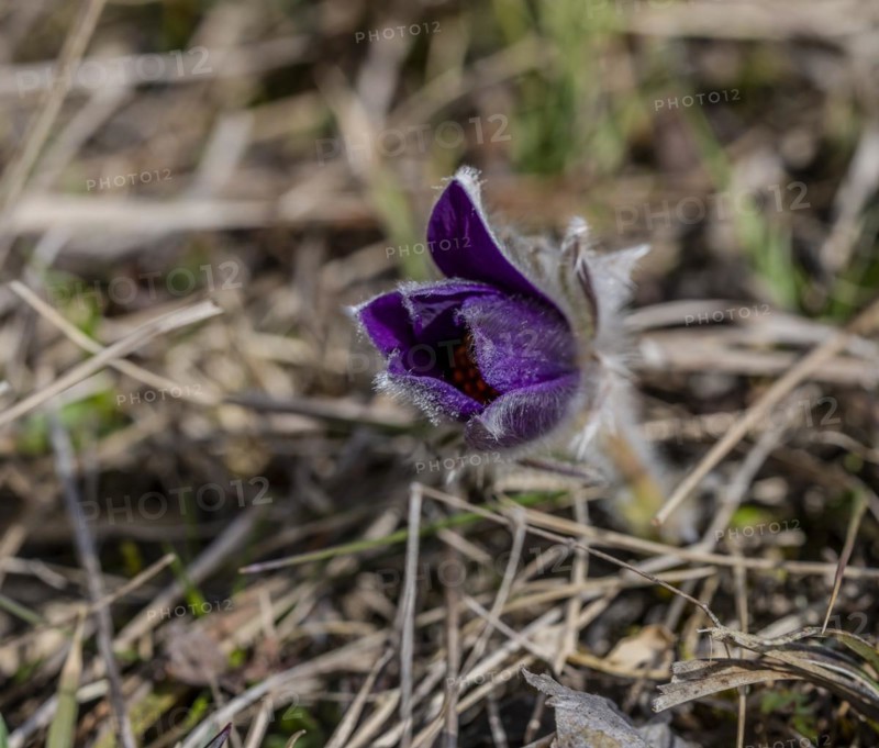 Pasque flower Pulsatilla vulgaris in the Swabian Alb