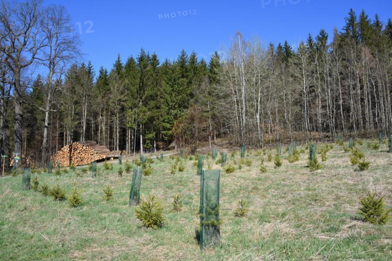 Reforestation in a forest in saxon. Reforestation in Upper Lusatia