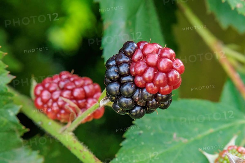 Photo of unripe red and some black blackberries in front of green foliage, Borken, North Rhine-Westphalia, GERMANY