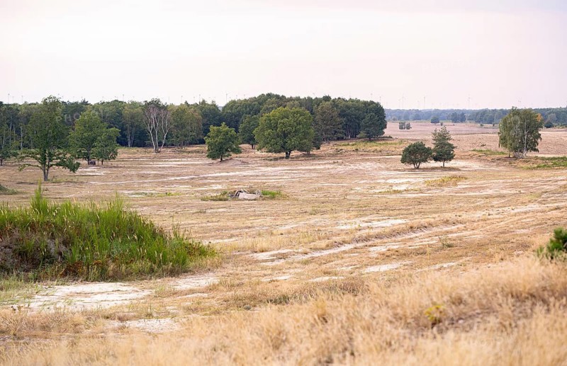 Döberitzer Heide, view of the open land, nature reserve, Brandenburg, Germany, Europe
