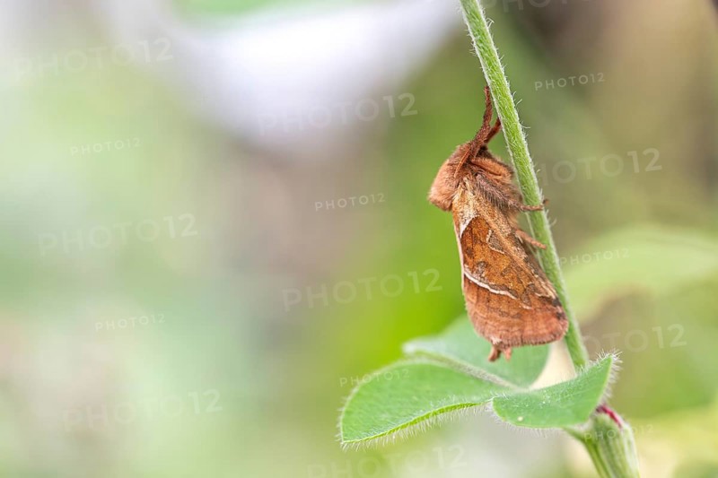 Orange swift (Triodia sylvina), moth sitting on a branch, Essen, North Rhine-Westphalia, Germany, Europe