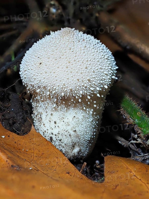 Bottle mushroom (Lycoperdon perlatum), blurred background, North Rhine-Westphalia, Germany, Europe