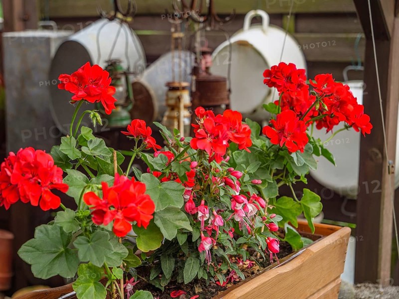 Red geraniums in a wooden flower pot in the garden, surrounded by green leaves and other garden objects, borken, münsterland, germany