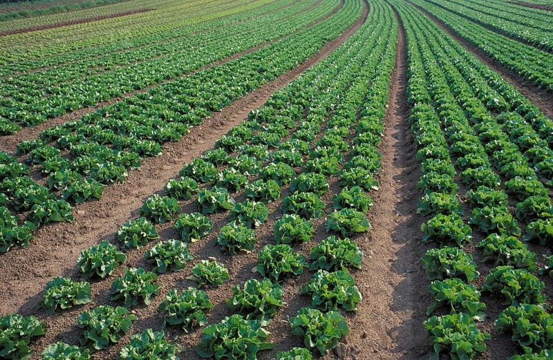 Growing salads in the open fields