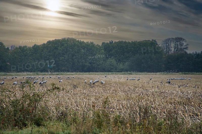 Cranes at a resting place on a harvested corn field in front of a forest. Migratory birds feeding. Wild animals on the Darss in nature. Animal photograph