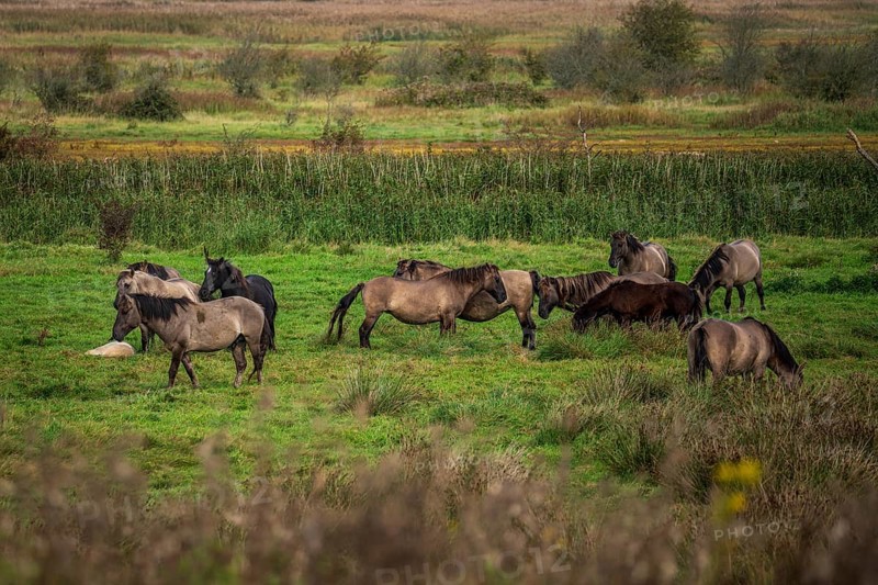 Free-ranging Koniks in the Geltinger Birk nature reserve on the Baltic Sea in Germany. The Konik is a pony breed from Central and Eastern Europe
