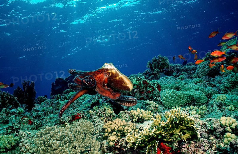 Octopus, Octopus cyanea, Egypt, Red Sea, Brother Islands, Africa