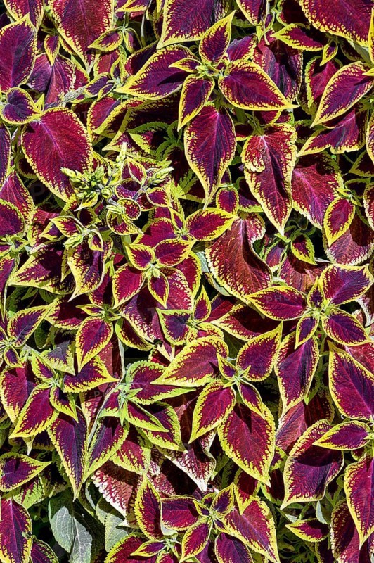 Coleus nettle (Solenostemon scutellarioides), Allgäu, Bavaria, Germany, Europe